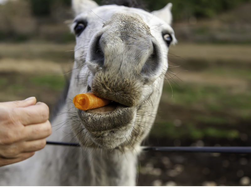 Ruoat. vitamiinit ja lisäravinteet hevoselle