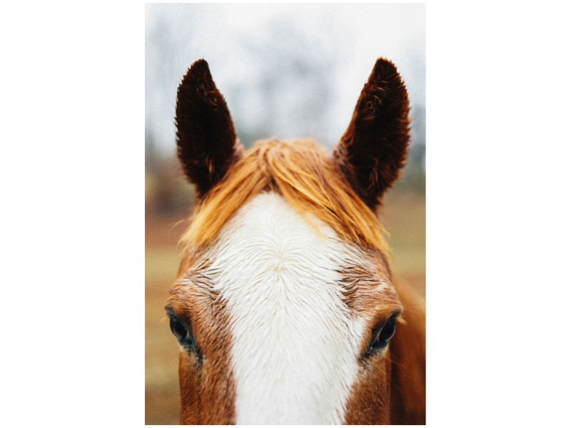 Hevosen korvat. silmät ja nenä