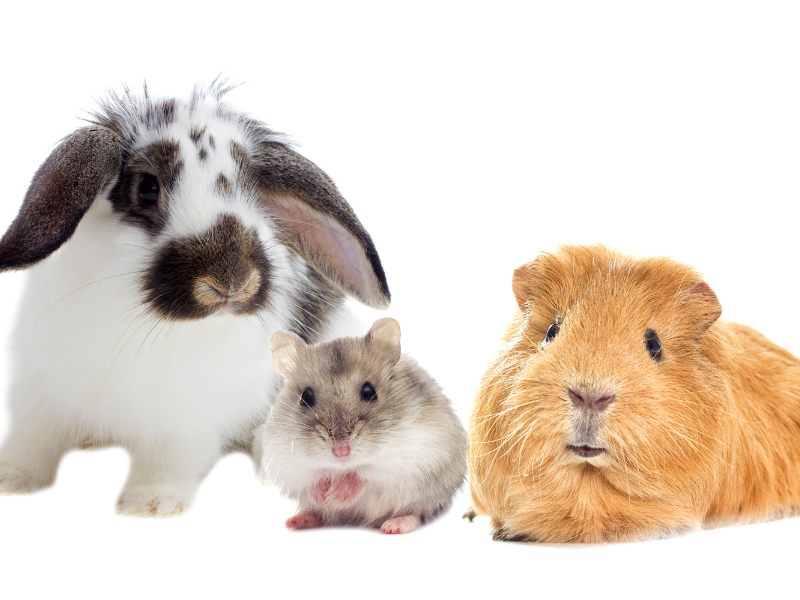 Kanit ja jyrsijät Kanit ja jyrsijät