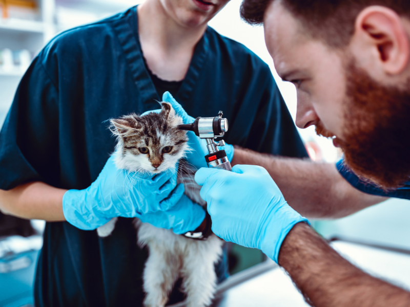 Kissan korvat ja silmät