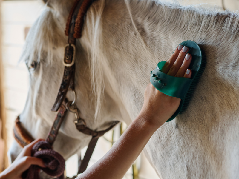 Hevosen iho ja turkki