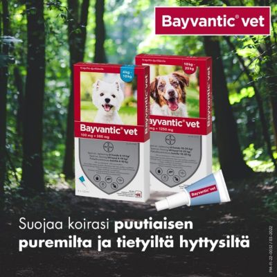Bayvantic vet paikallisvaleluliuos 500/100 mg koirille 4–10 kg 4 x 1 ml