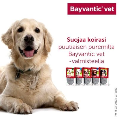 Bayvantic vet paikallisvaleluliuos 500/100 mg koirille 4–10 kg 4 x 1 ml
