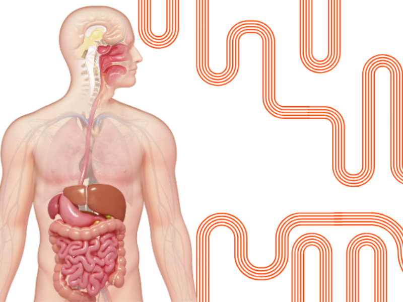 Vatsavaivat ja turvotus – näin saat vatsan tasapainoon