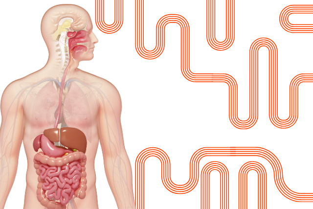 Turvotusta, vatsavaivoja tai epäsäännöllinen vatsa? Näin saat vatsan tasapainoon