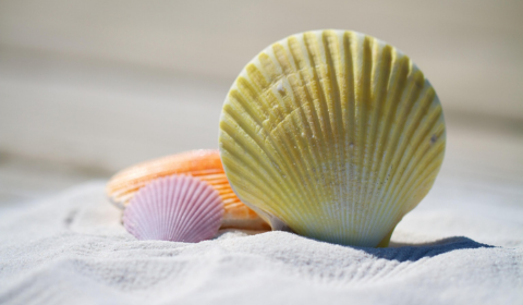 Kolme eriväristä simpukkaa hiekkarannalla